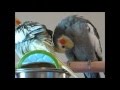 Pet Bird Behaviors and What They Mean