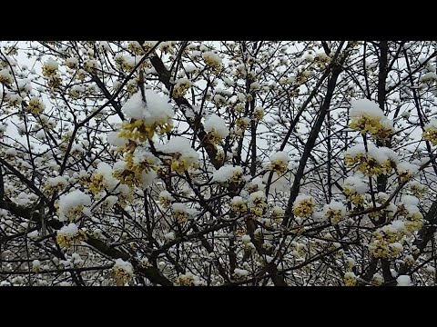 Видео: Dogwood: сорт ба тариалалт