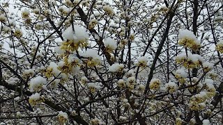 :   !    !     !   !/How the dogwood blooms!