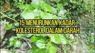 23 Manfaat Daun Suruhan Untuk Kesehatan