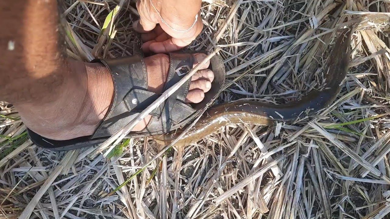 eel fishing catfish fishing in check dam with earthworms YouTube