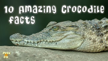 TOP 10 Amazing Crocodile Facts 🐊 | Facts About Crocodiles (2022) | Pets and Us