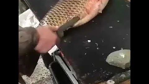 Como tirar couro da Carpa?