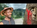 Gabon voici une plante mystrieuse en bordure de route