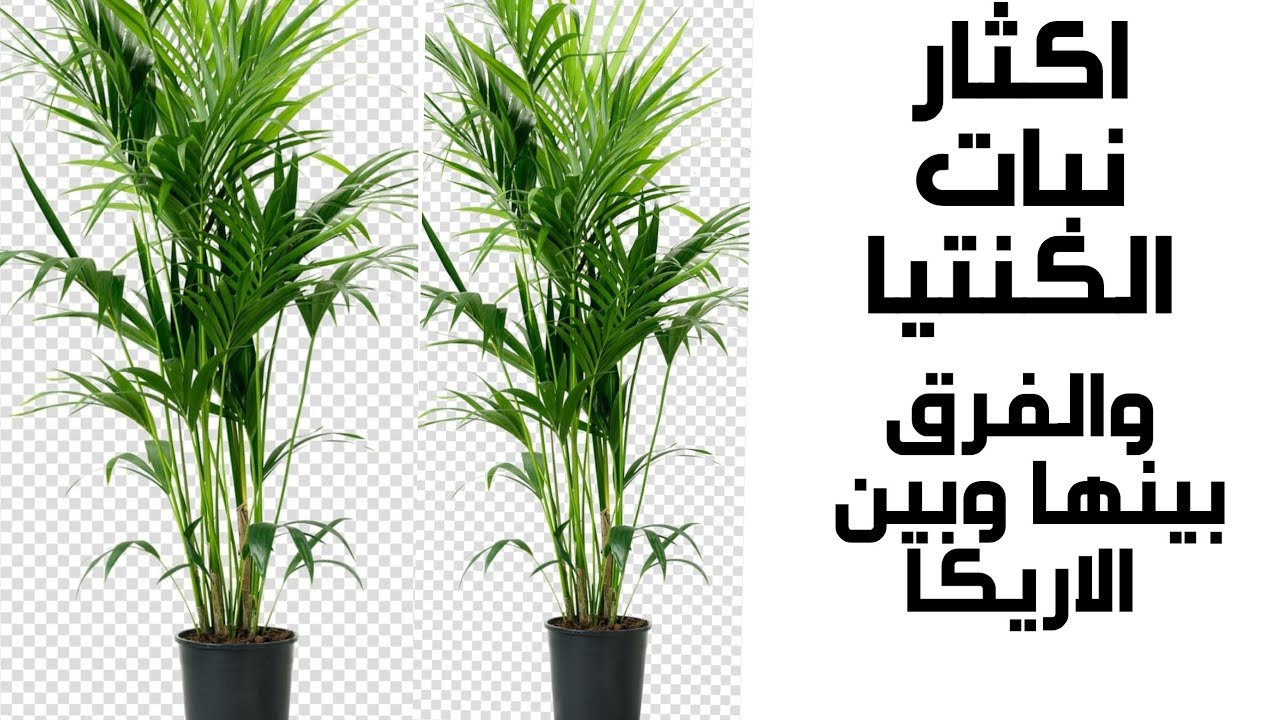 Размножение растения кантия и дифференциация между ним и арекой (переводчик)