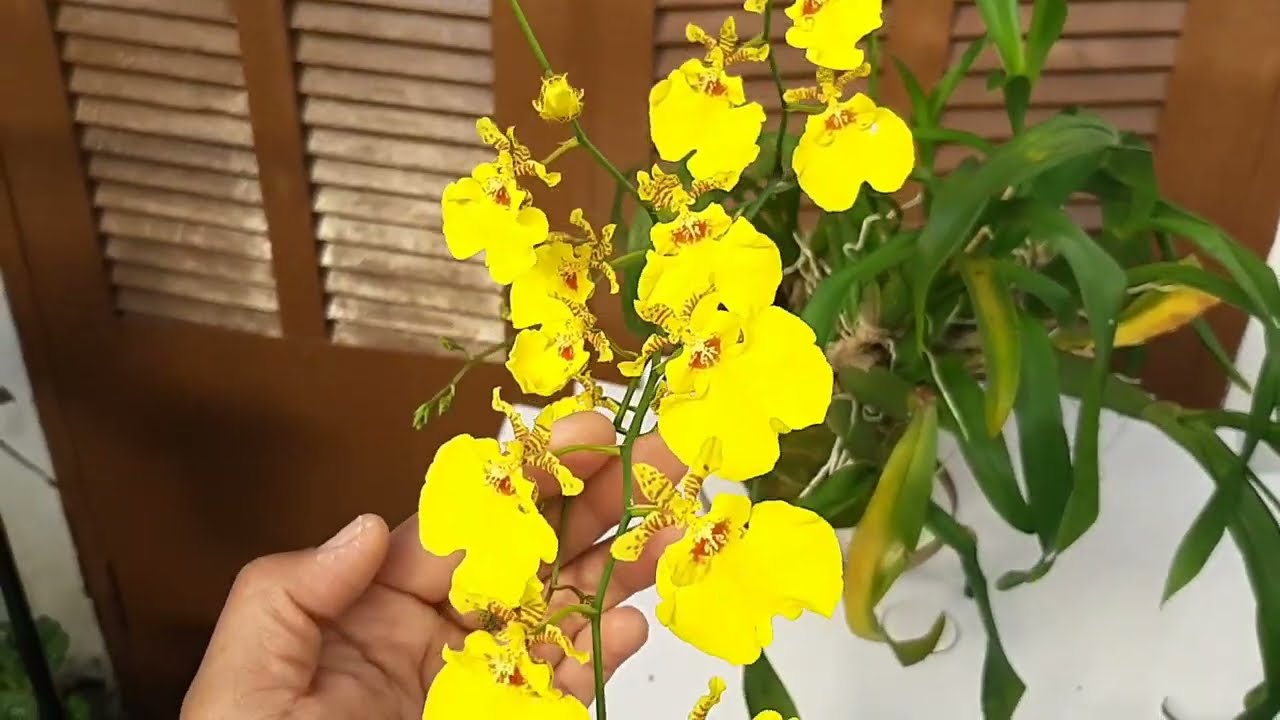 Orquídea Oncidium chuva de ouro com folhas amareladas. Veja qual foi a  causa deste problema - thptnganamst.edu.vn