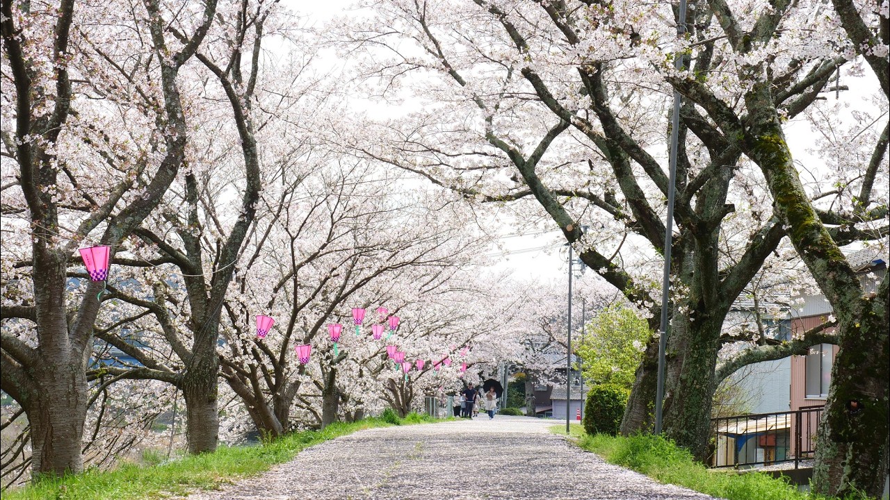 Ibara Tsutsumi Cherry Blossoms - YouTube