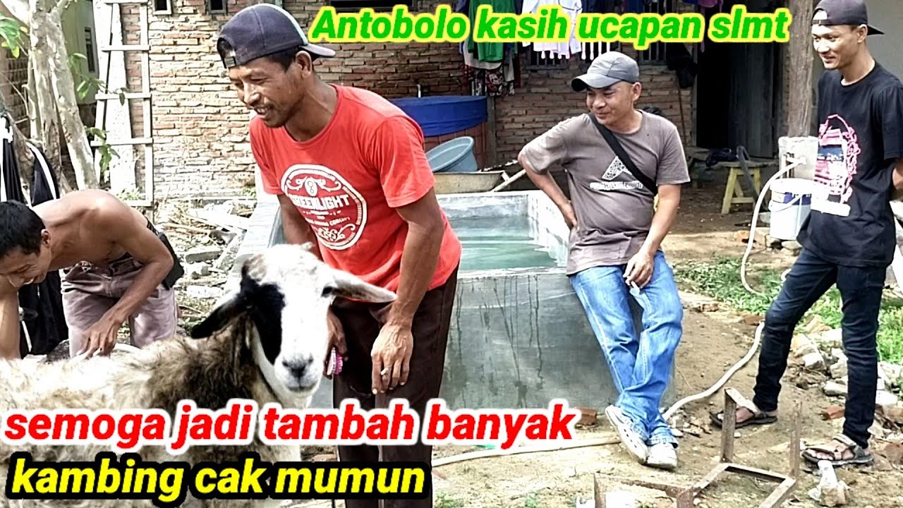 Antobolo lihat kambing cak mumun mandi