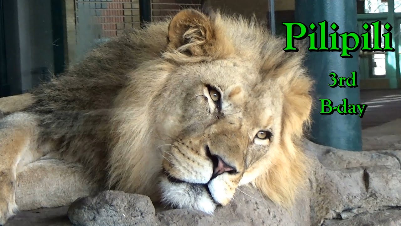 Lincoln Park Zoo Lion Pilipili’s 3rd Birthday with lion cub brothers March15 2024