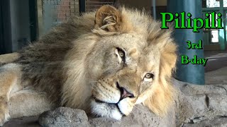 Lincoln Park Zoo Lion Pilipili’s 3rd Birthday with lion cub brothers March15 2024