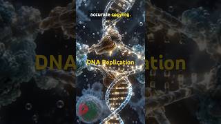 DNA Replication 🧬 | How DNA Copies Itself | #biology
