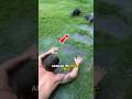 Bikin Meleleh! Lihat Apa yang Dilakukan Otter Ini Saat Hujan #lucu sc :: splashtheotter ig