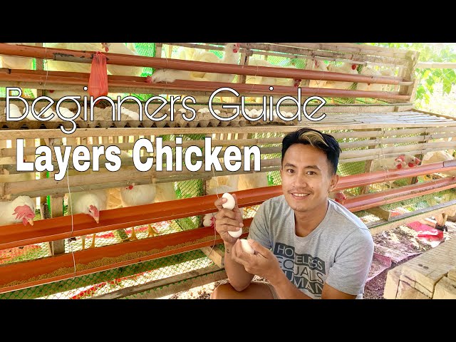 Layer Chicken: Beginner’s guide | Mga dapat alamin sa pag-aalaga ng manok! class=