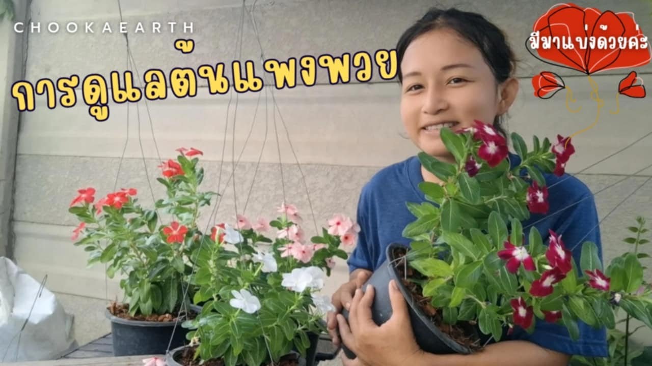 การดูแลต้นแพงพวย 🌸| เลี้ยงง่ายให้ดอกตลอดไป | chookaearth 🌼