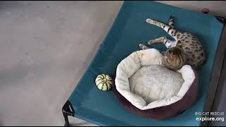 Clean plate for lunch. Mouser savannah cat at Big Cat Rescue.