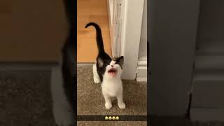 Catsoftiktok