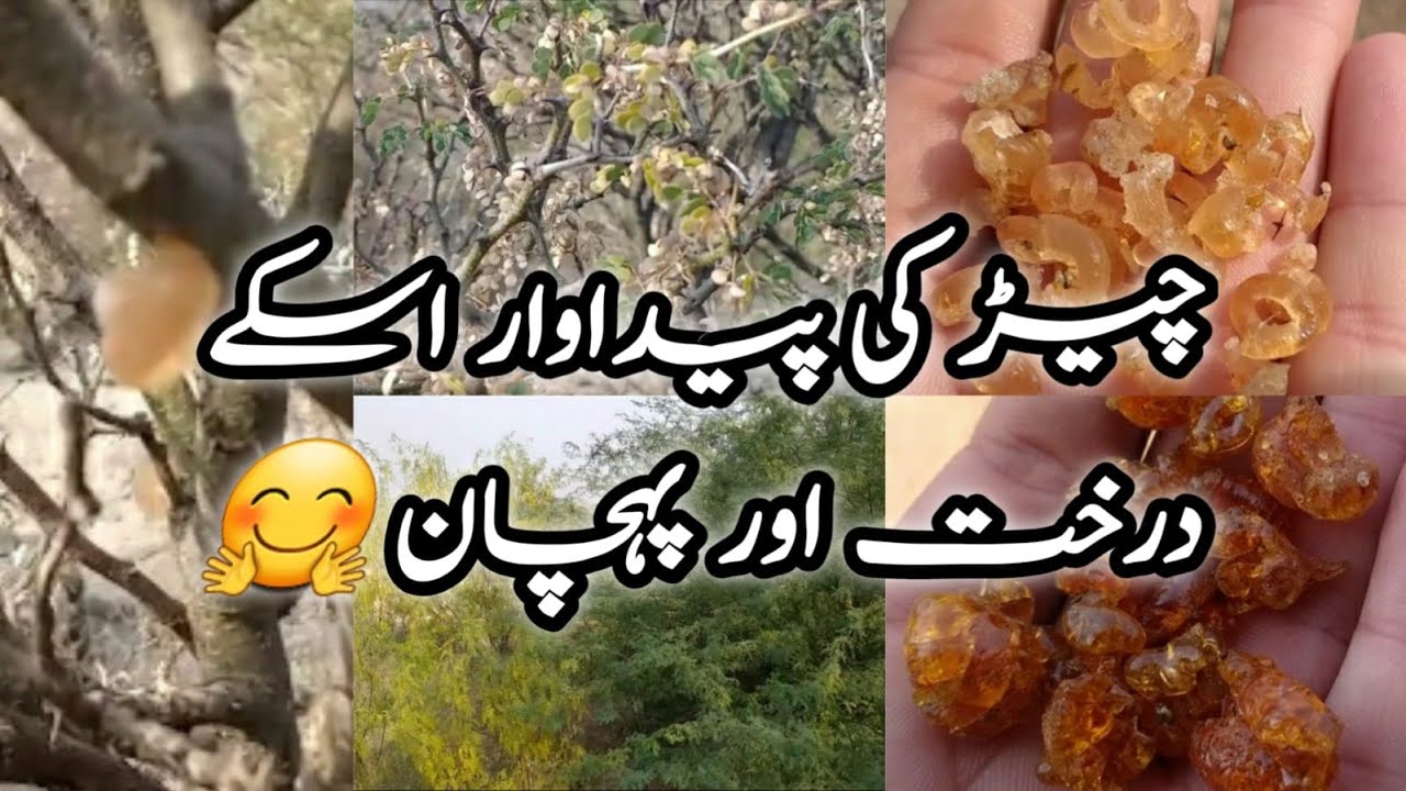 Phulai k darkhat awr cheer,vlog6