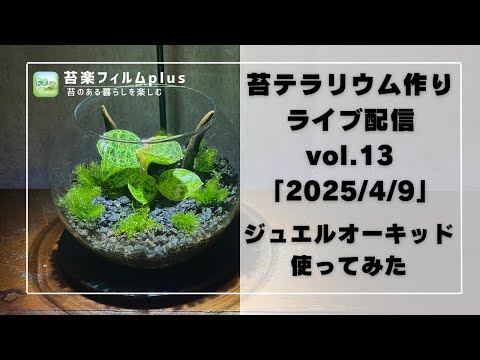 ジュエルオーキッド】苔テラリウム作りLive 苔楽フィルムplus - YouTube