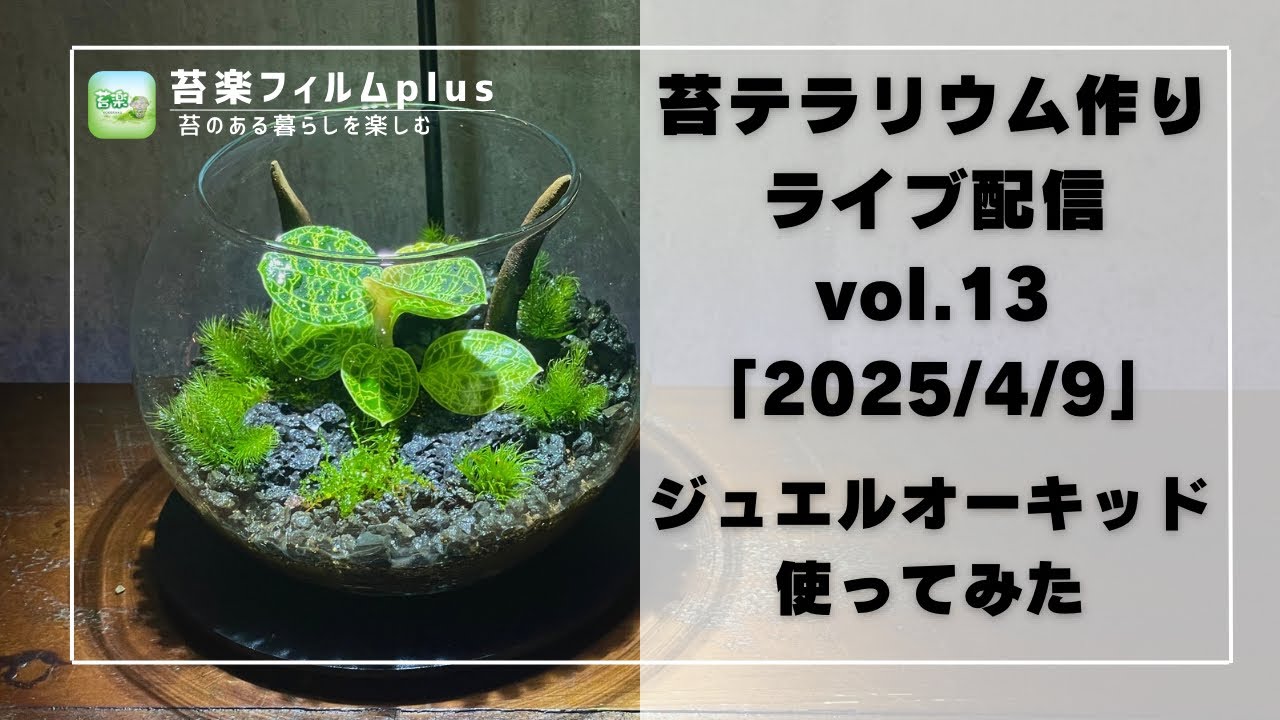 ジュエルオーキッド】苔テラリウム作りLive 苔楽フィルムplus - YouTube