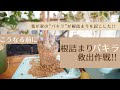 【根詰まりするとこんなに大変!!】根鉢のパキラを救出しました!