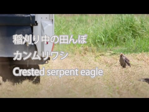 【稲刈り中の田んぼ】カンムリワシ Crested serpent eagle