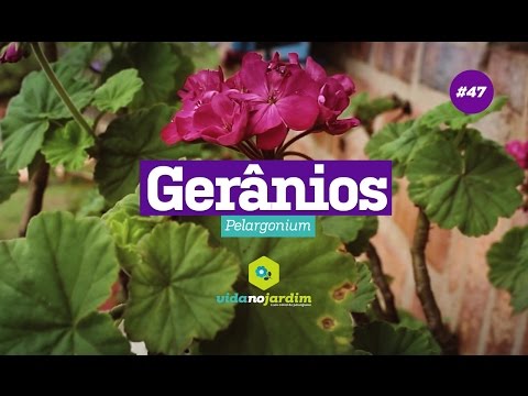 Geranium - îngrijire la domiciliu pentru începători - Ficus