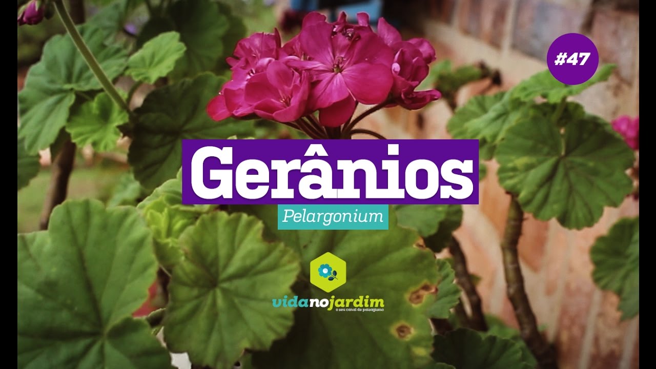 Como ter gerânios bonitos em casa