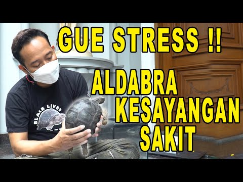 SHOCK! ALDABRA KESAYANGAN GUE SAKIT SAMPE DROP BANGET