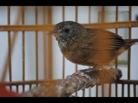 Burung Mungil Sejuta Suara Pesona Suara Wambi Mini Youtube