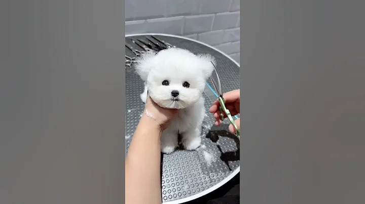 Who would refuse such a cute baby~ This face value is really cute!  Bichon Bichon, Healing - DayDayNews