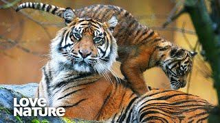 Hungry Tiger Mom Rana Must Teach Cubs to Hunt | Love Nature