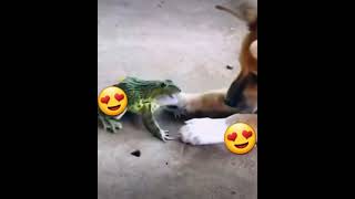 Frog And Dog Can Be Playmate,,