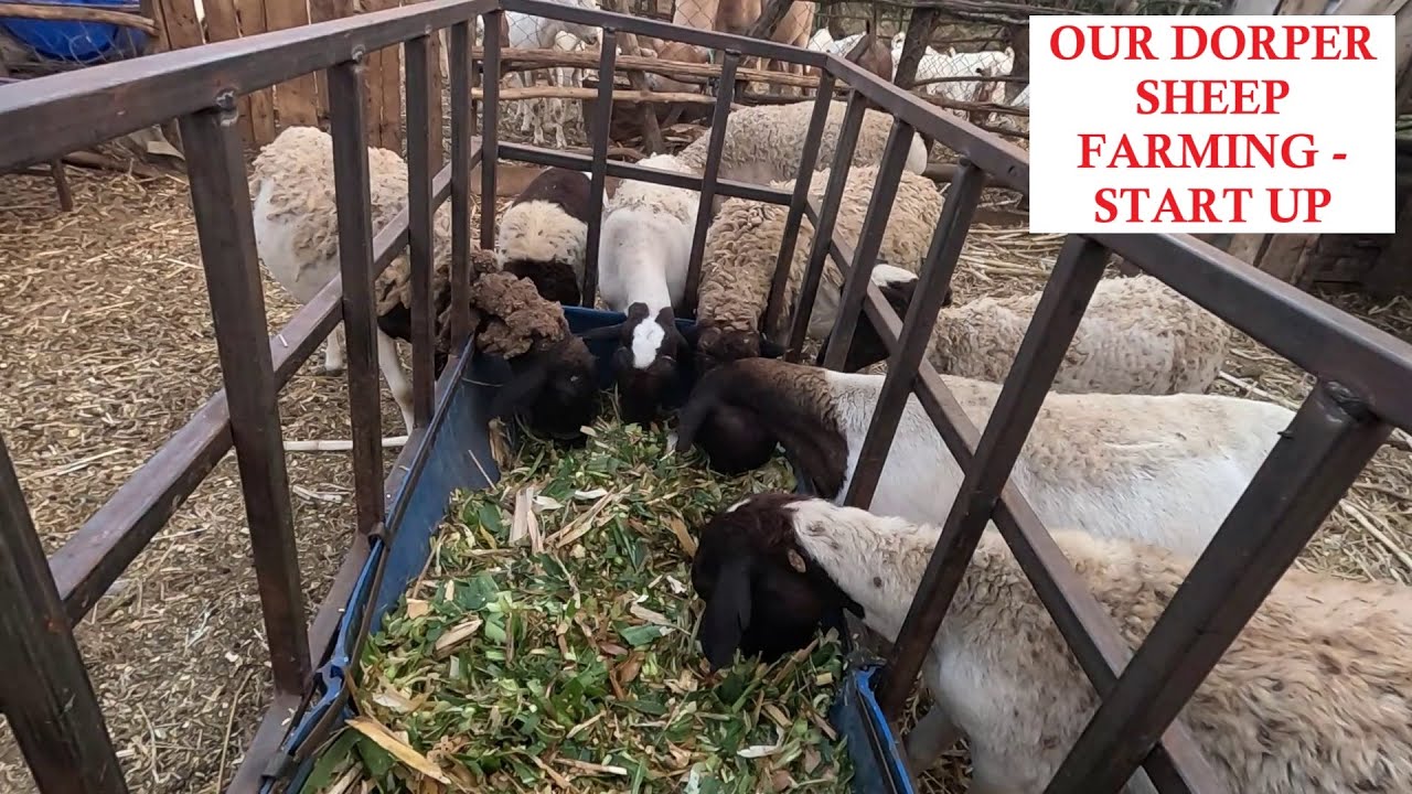OUR DORPER SHEEP FARMING-START UP