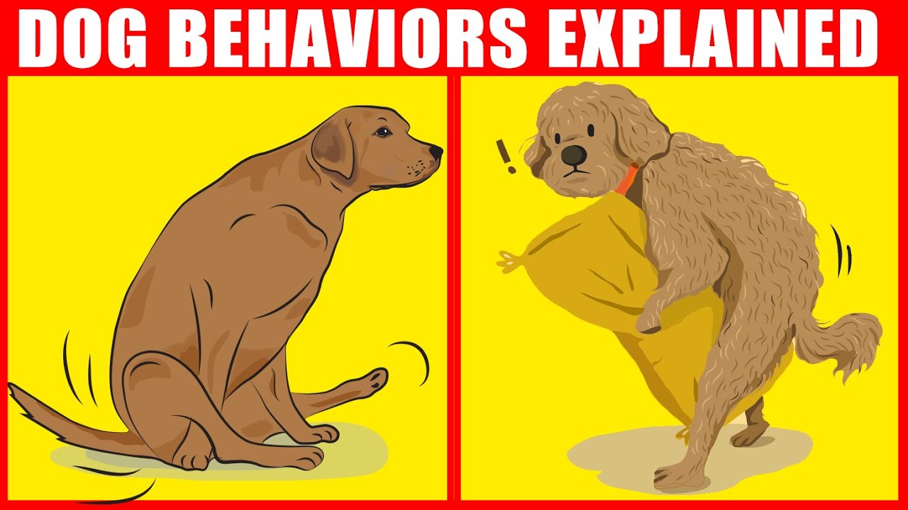 facts about dogs behavior