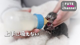 ミルクが上手に吸えない子猫【保護子猫】