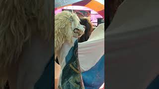 Semua barongan MMJ mengamuk lagi