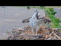 Eastern Kingbirds Harass Iris on the Hellgate Osprey Nest | July 12, 2025
