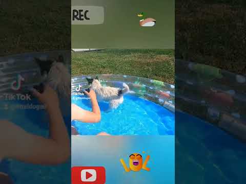 Прикол.🐶 и 🦆🦆в бассейне.🐶 and 🦆🦆in the pool. #shorts
