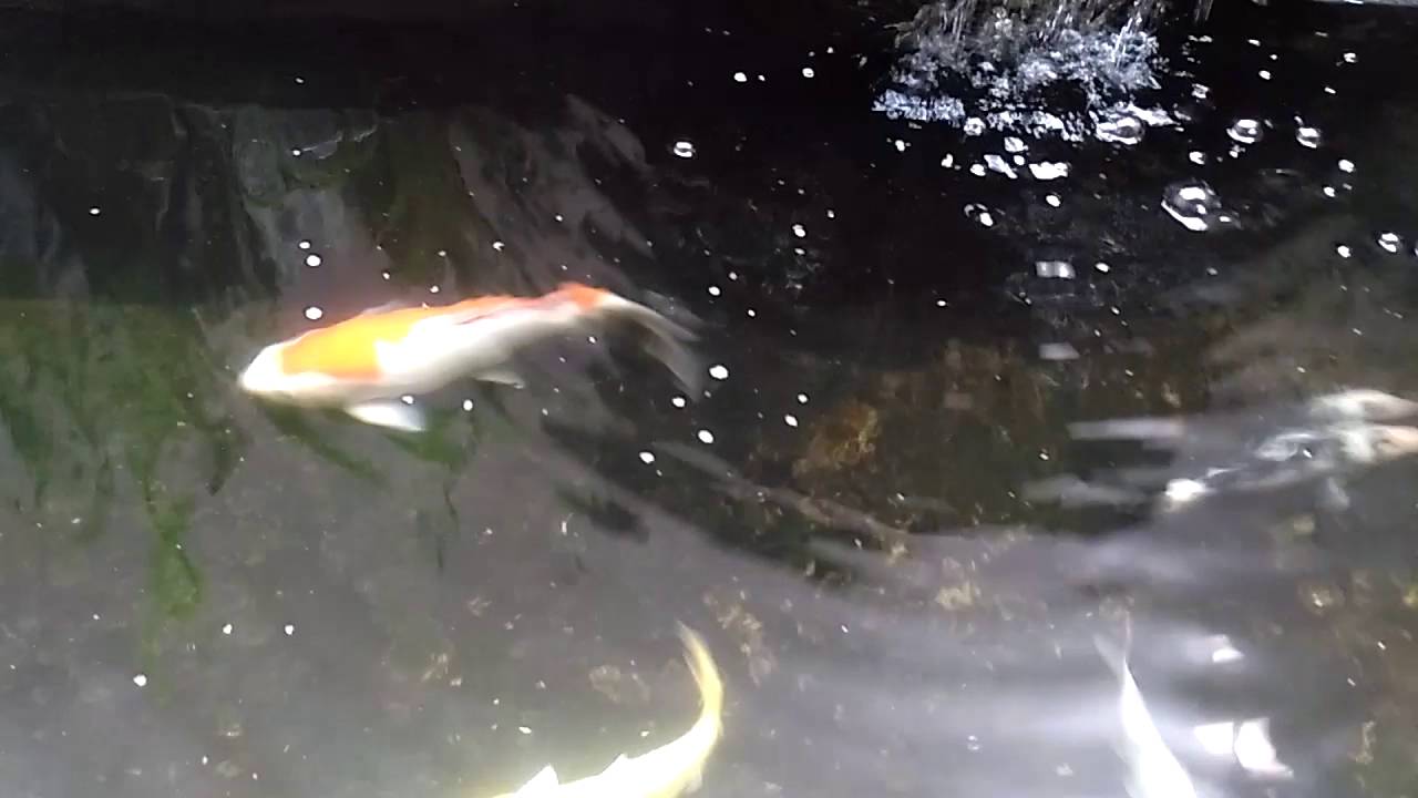 Koi feeding time YouTube