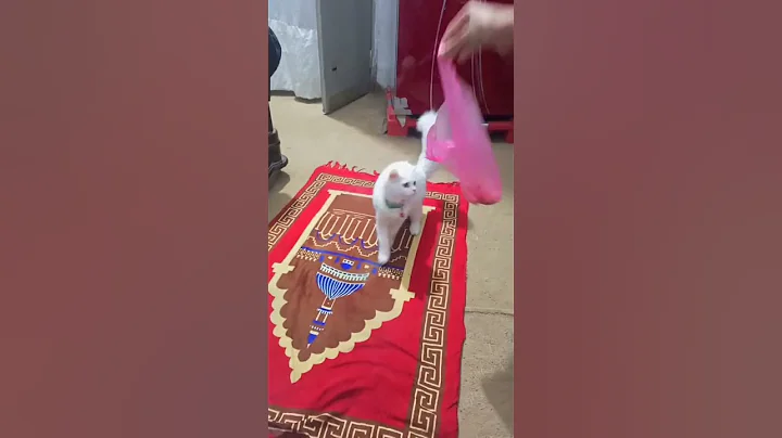 Watch the video about #catlover#ytshorts#trending #shorts#catvideos#youtube#cute #pets#funny#cat #viralshorts#youtuber