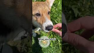 Clingy puppy🐶#dogs#dogshorts#corgiworld#funnydogs#welshcorgi#shorts#doglover#corgi#viralshorts