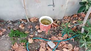 Gariban Bitkiler Sığıntı Canlar