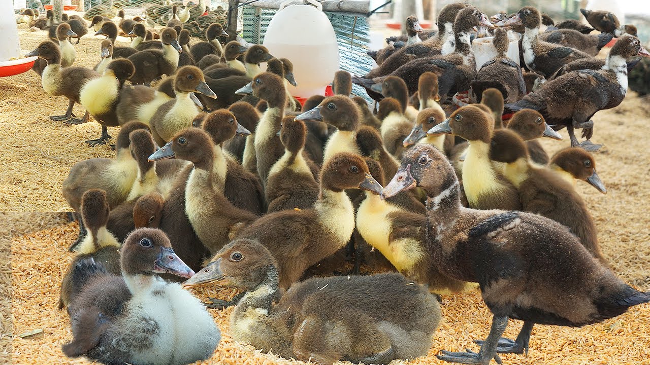 Duckling Replacement: A Guide to Successful Integration