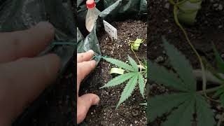 Canabis low stress train/tie down before and after