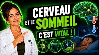 L'Activité Cérébrale et le Sommeil : Pourquoi dort-on ? (SVT Brevet)