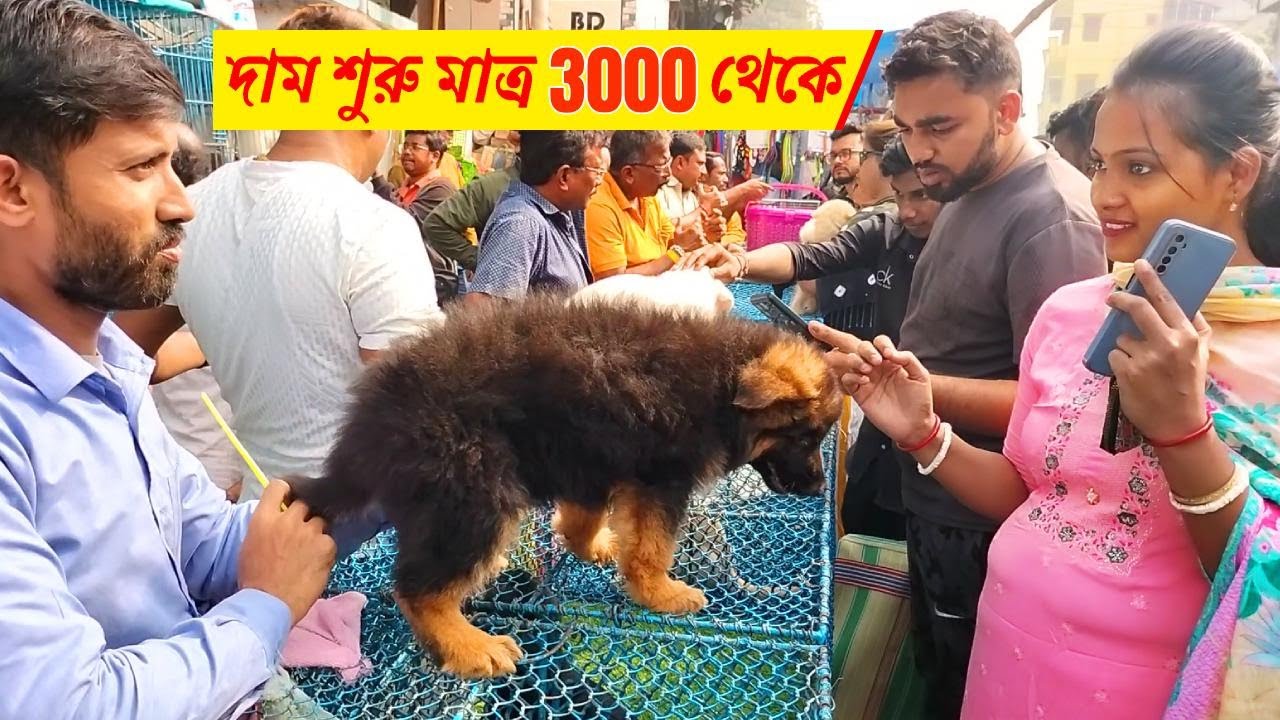 Galiff Street Pet Market Kolkata dog market in kolkata Dog Price Gallif street kolkata