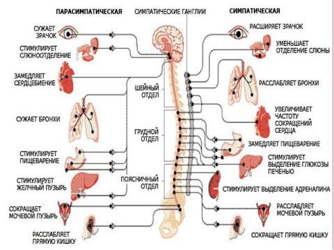 6. Вегетативная нервная система.