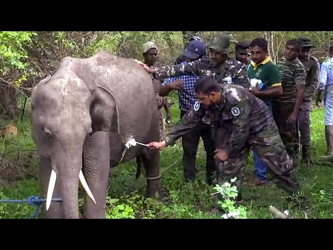 Helping a injured baby elephant,using a proper treatment