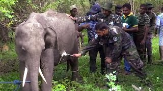 Helping a injured baby elephant,using a proper treatment