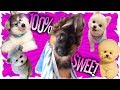 Cachorros Super Tiernos y Cariñosos  100% Dulzura! | Cutest puppies